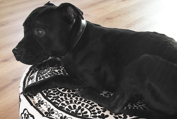 Dog Relaxes In Family Room