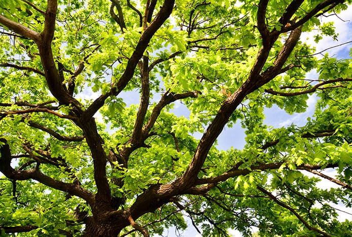 Oak Tree from Underside