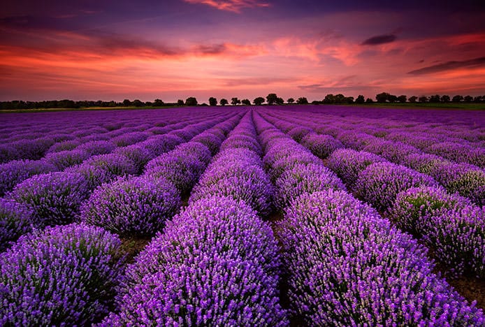 Purple Flowers