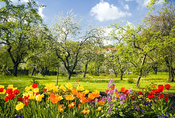 Summer Flowers